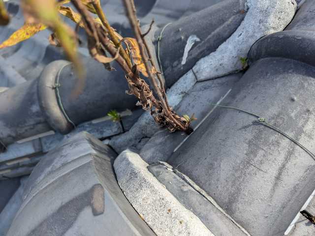 瓦のすき間の草の根元