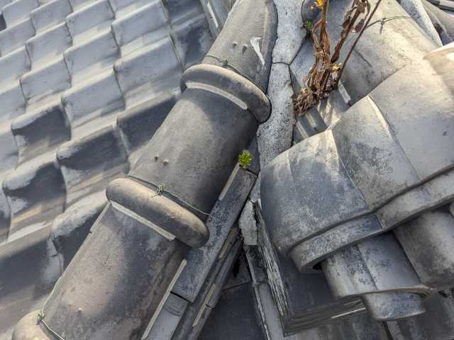 棟取り合いの小さな雑草