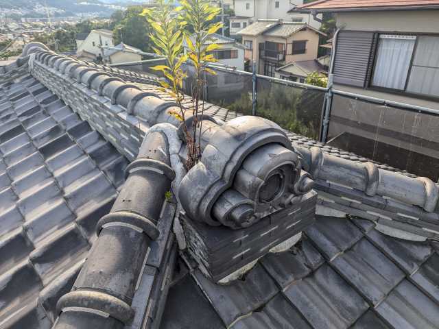 棟瓦から伸びた雑草