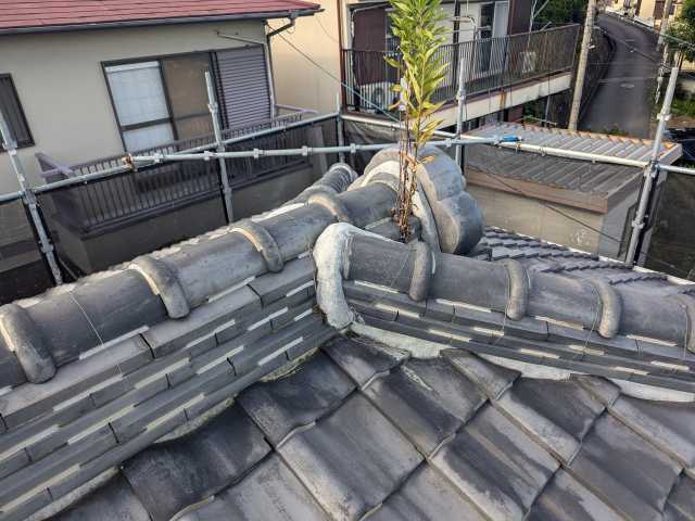 棟中央に生えた雑草